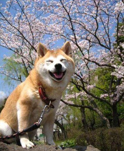 澳門一碼一肖一待一中四不像,澳門一碼一肖一待一中四不像，探索神秘與現(xiàn)實的交匯點