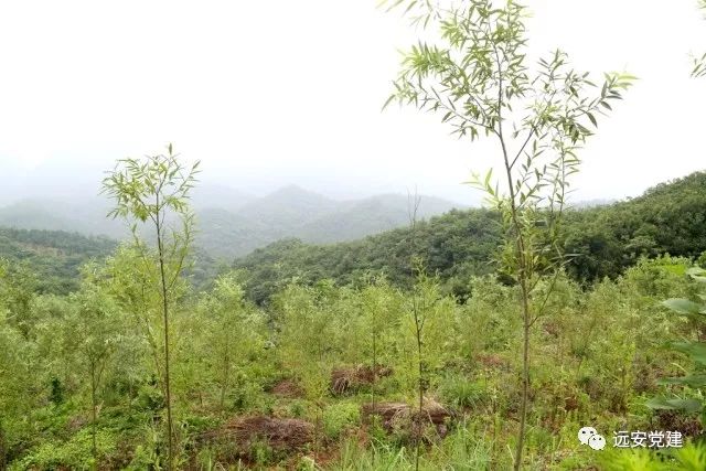 蘭州桃樹坪最新消息,蘭州桃樹坪，揭開最新發(fā)展的篇章