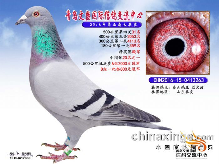 文德賽鴿公棚最新公告,文德賽鴿公棚最新公告，揭示未來戰(zhàn)略與重要更新