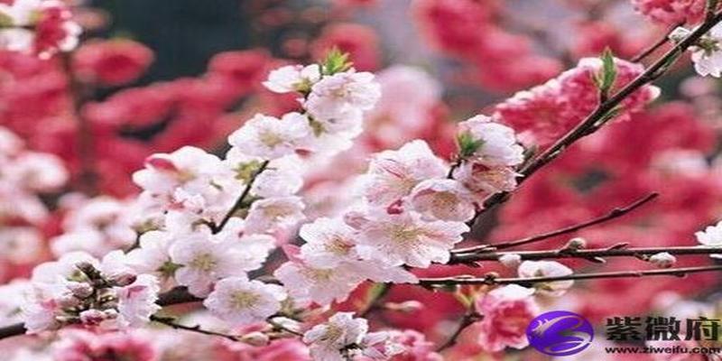 最新生肖2016桃花運(yùn),最新生肖2016桃花運(yùn)分析