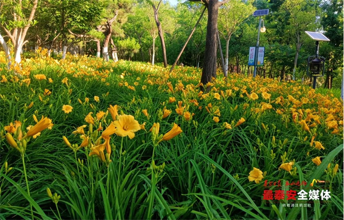 中國最新的百合電影,中國最新的百合電影，綻放青春之花