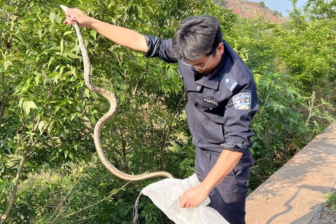 最新上傳捕蛇網(wǎng)捕蛇圖,最新上傳捕蛇網(wǎng)捕蛇圖，揭示背后的故事與挑戰(zhàn)