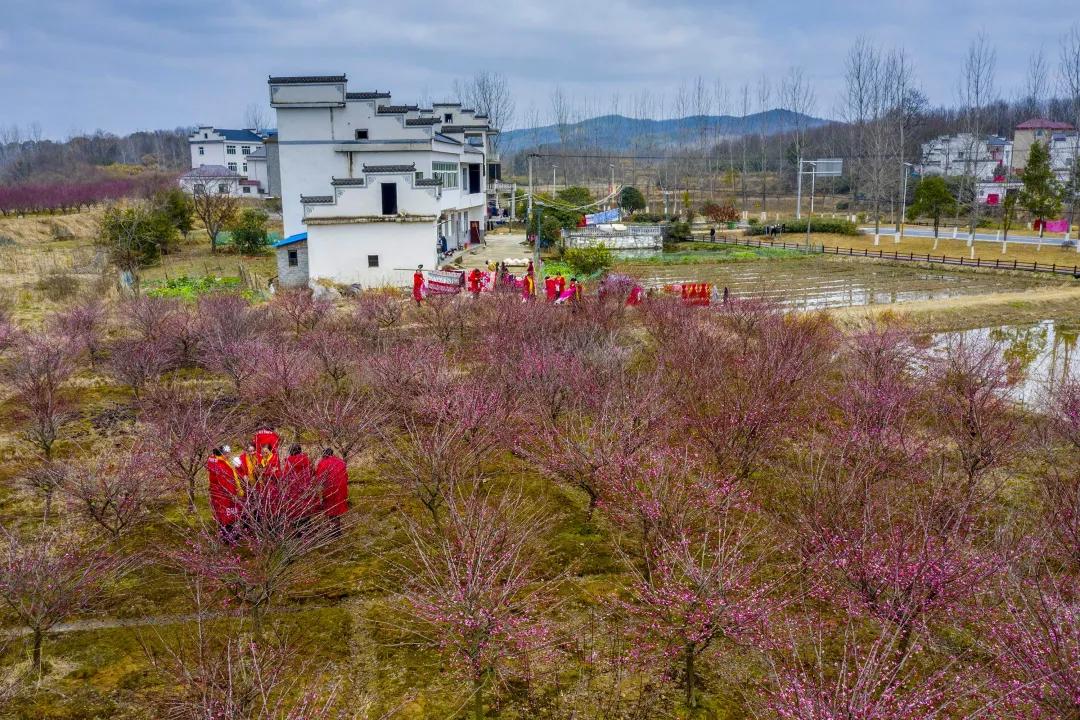 棲霞區(qū)紅梅村最新規(guī)劃,棲霞區(qū)紅梅村最新規(guī)劃，重塑鄉(xiāng)村魅力，打造宜居新典范