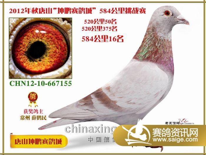 唐山市信鴿協會最新公告,唐山市信鴿協會最新公告