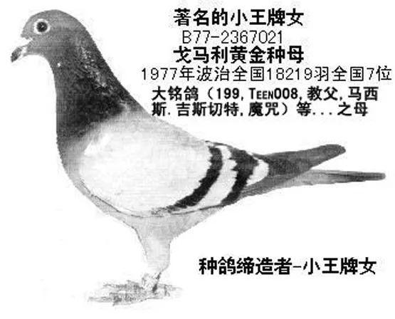 賽鴿定向最新發(fā)現(xiàn),賽鴿定向最新發(fā)現(xiàn)，探索未知領(lǐng)域的先鋒科技之旅