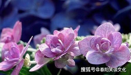澳門(mén)4949資料最經(jīng)典的一句,澳門(mén)4949資料中的經(jīng)典一句及其深遠(yuǎn)影響