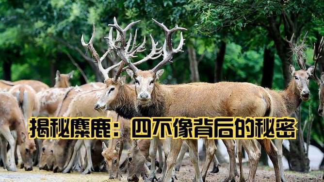 香港正版四不像圖,香港正版四不像圖，探索與賞析